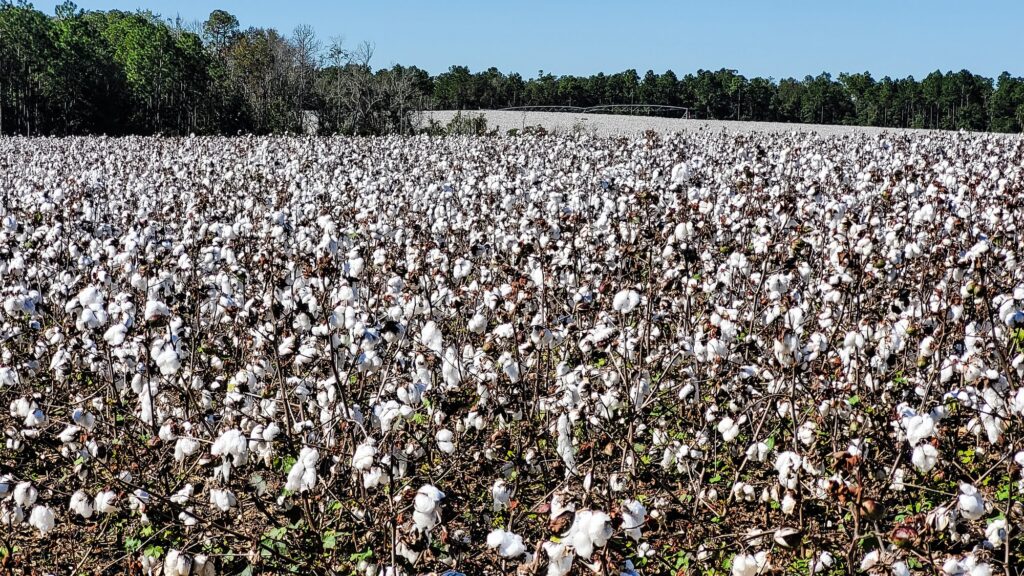 Cotton plants in a field ready to harvest for retail uses.